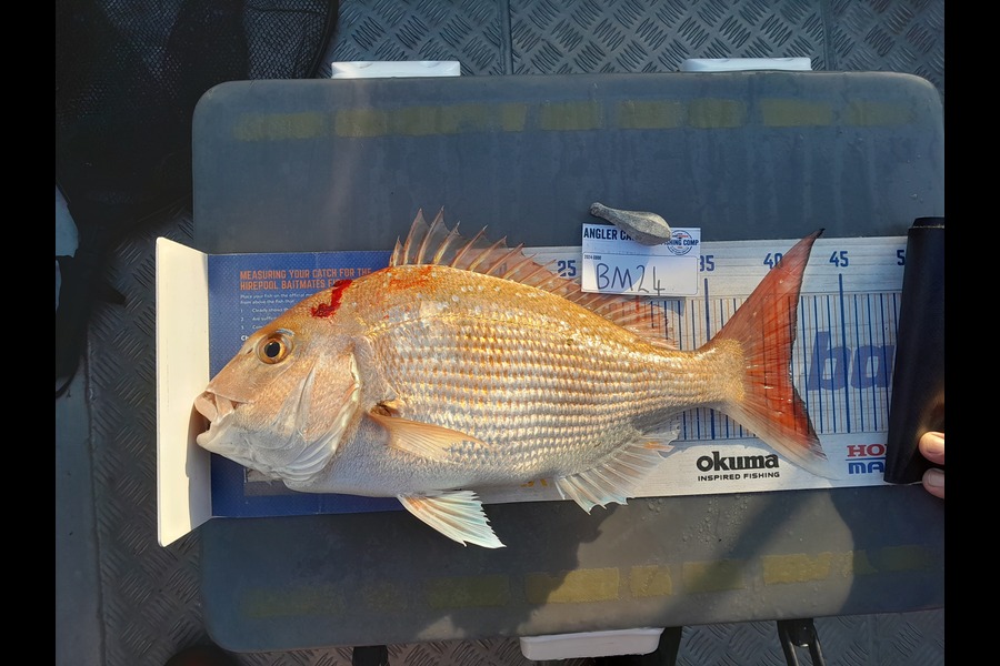 Rhys  Llewellyn  caught this 40.5cm Snapper at Hawkes Bay during The Hirepool Baitmates Fishing Comp