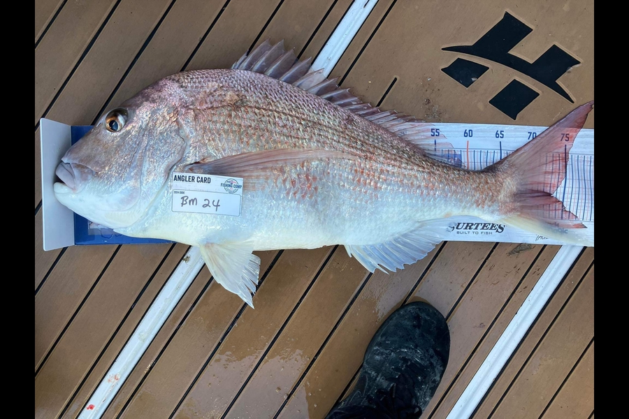 Dave Squire caught this 72.5cm Snapper at Wellington during The Hirepool Baitmates Fishing Comp