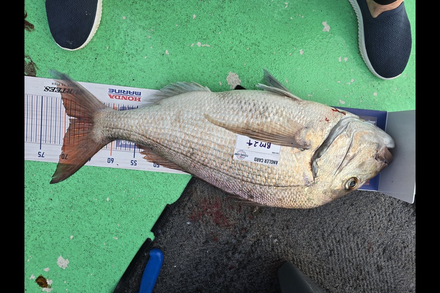 Raewyn Connolly caught this 68.5cm Snapper at Bay of Plenty during The Hirepool Baitmates Fishing Comp