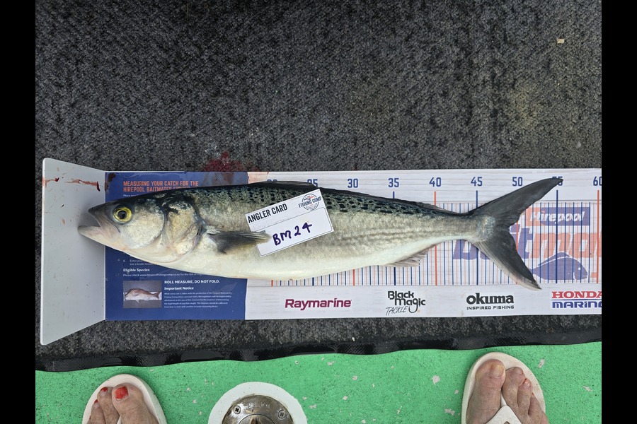 Raewyn Connolly caught this 49.0cm Kahawai at Bay of Plenty during The Hirepool Baitmates Fishing Comp