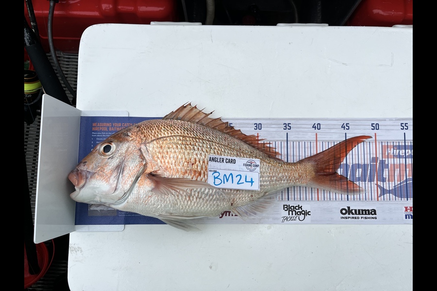 Richard Crease caught this 43.0cm Snapper at Northland during The Hirepool Baitmates Fishing Comp