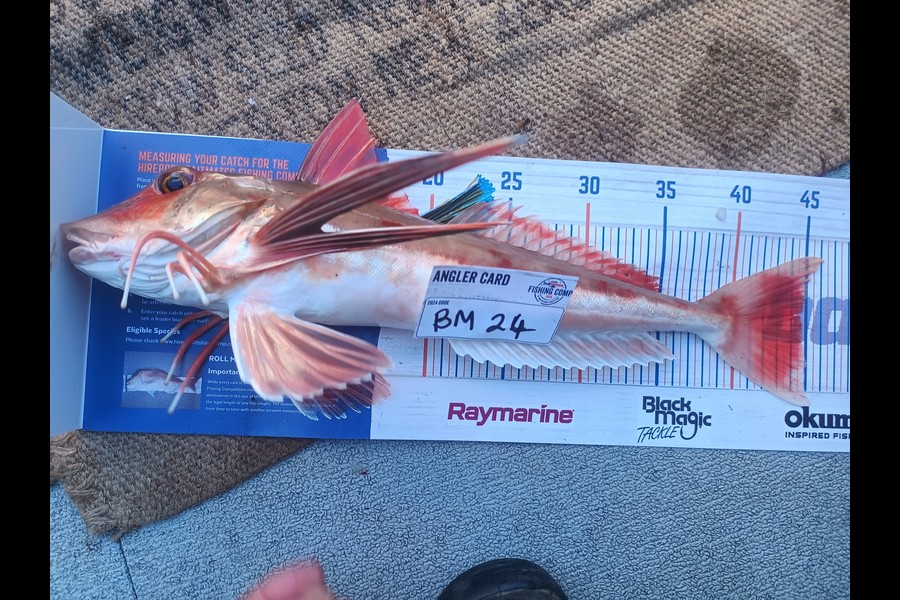 Aaron Lee caught this 44.5cm Gurnard at Taranaki during The Hirepool Baitmates Fishing Comp