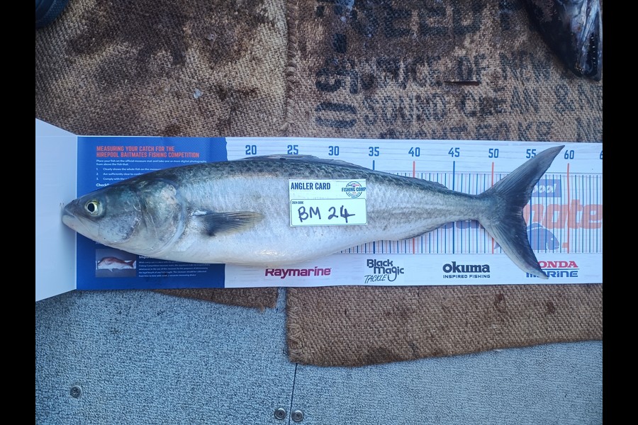 Aaron Lee caught this 54.0cm Kahawai at Taranaki during The Hirepool Baitmates Fishing Comp