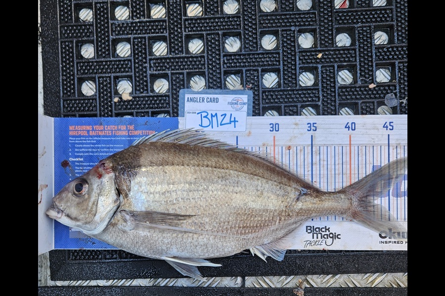 David Kovacs caught this 43.0cm Tarakihi at Wellington during The Hirepool Baitmates Fishing Comp