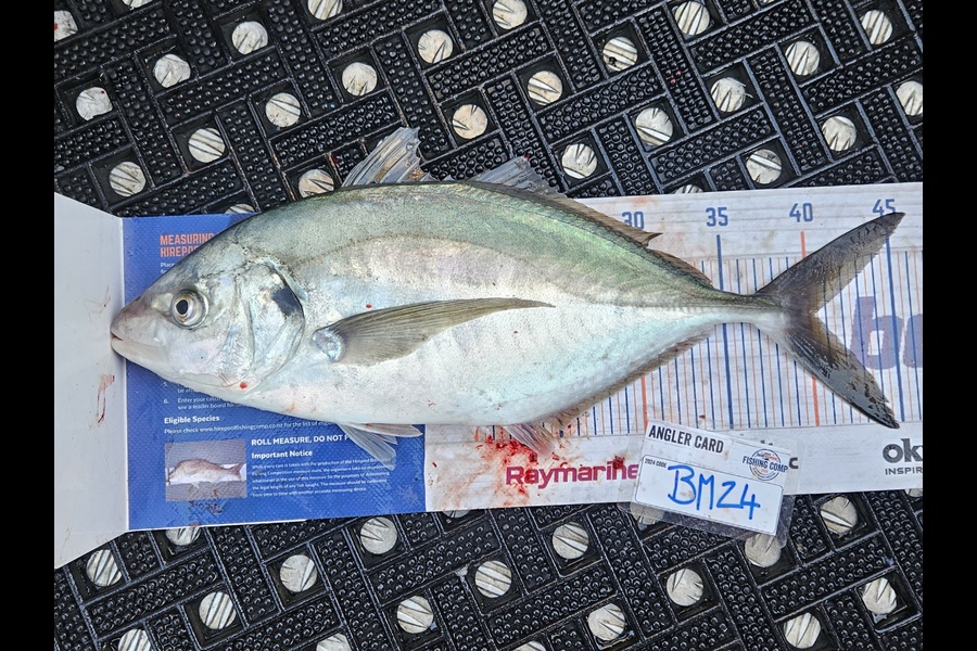 David Kovacs caught this 40.0cm Trevally at Wellington during The Hirepool Baitmates Fishing Comp