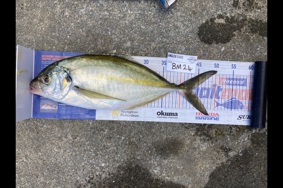 Anthony Murray caught this 43.5cm Trevally at Wellington during The Hirepool Baitmates Fishing Comp