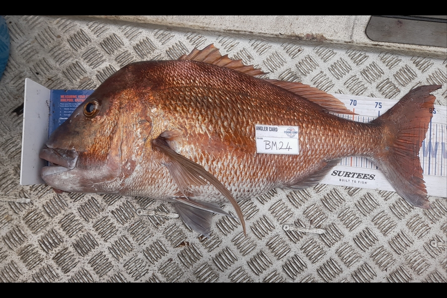 Andrew Stanford caught this 83.0cm Snapper at Northland during The Hirepool Baitmates Fishing Comp