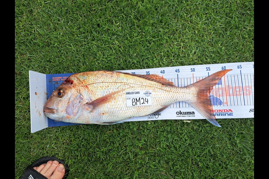 Nathaniel Beer caught this 54.5cm Snapper at Coromandel during The Hirepool Baitmates Fishing Comp