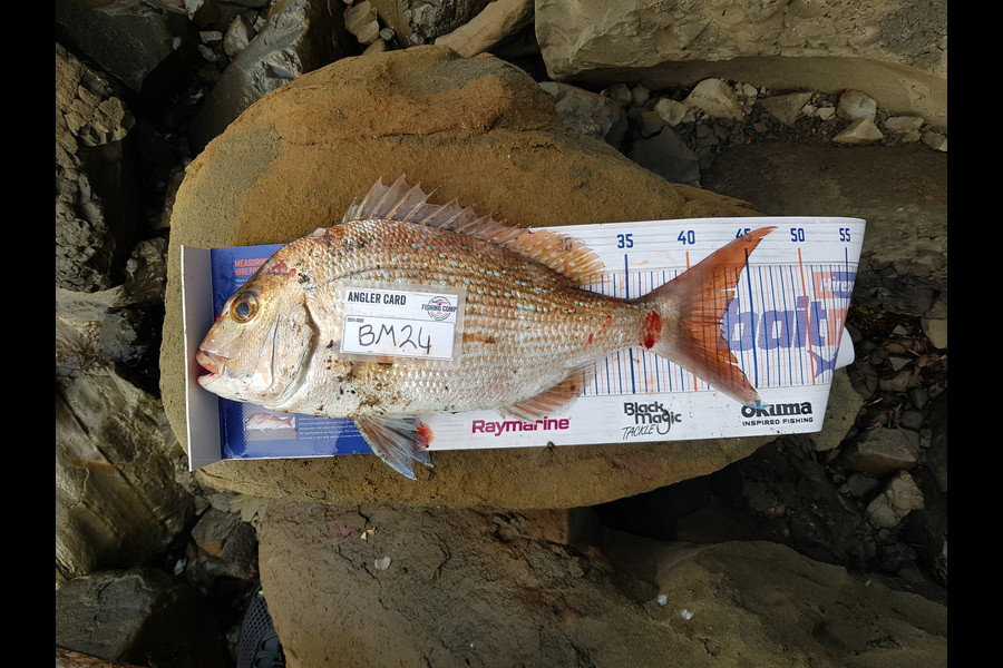 Stephen Nilsson caught this 42.5cm Snapper at Auckland during The Hirepool Baitmates Fishing Comp