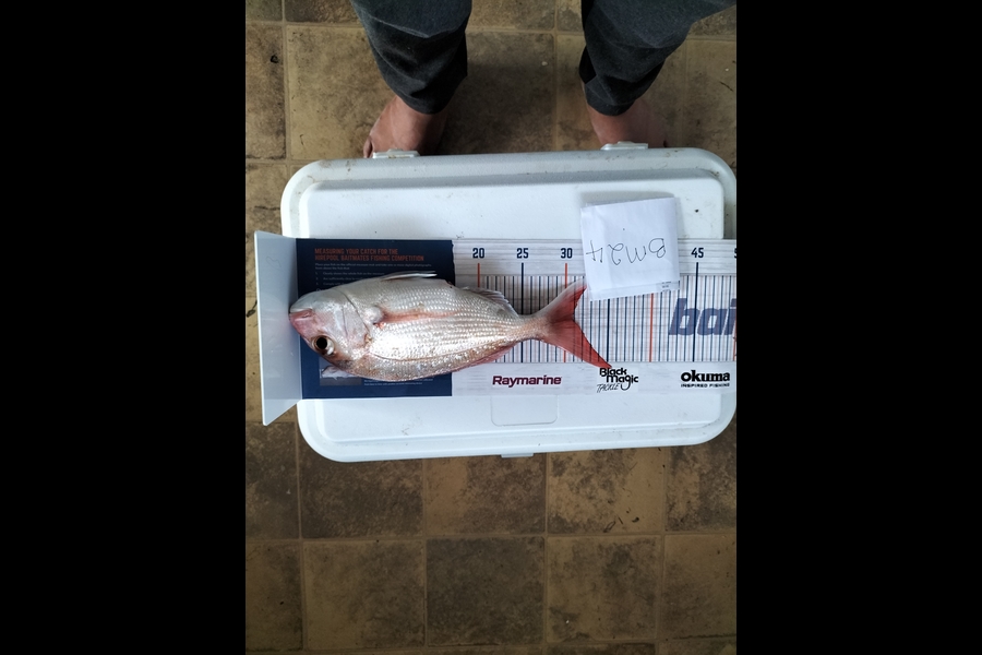 Tamaiti Kani caught this 30.5cm Snapper at Auckland during The Hirepool Baitmates Fishing Comp