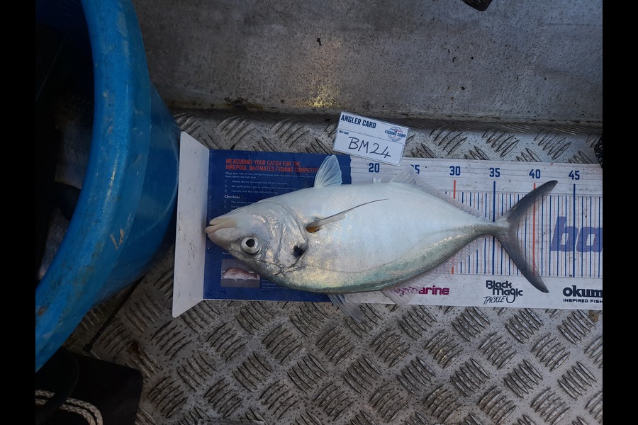 Andrew Stanford caught this 37cm Trevally at Northland during The Hirepool Baitmates Fishing Comp