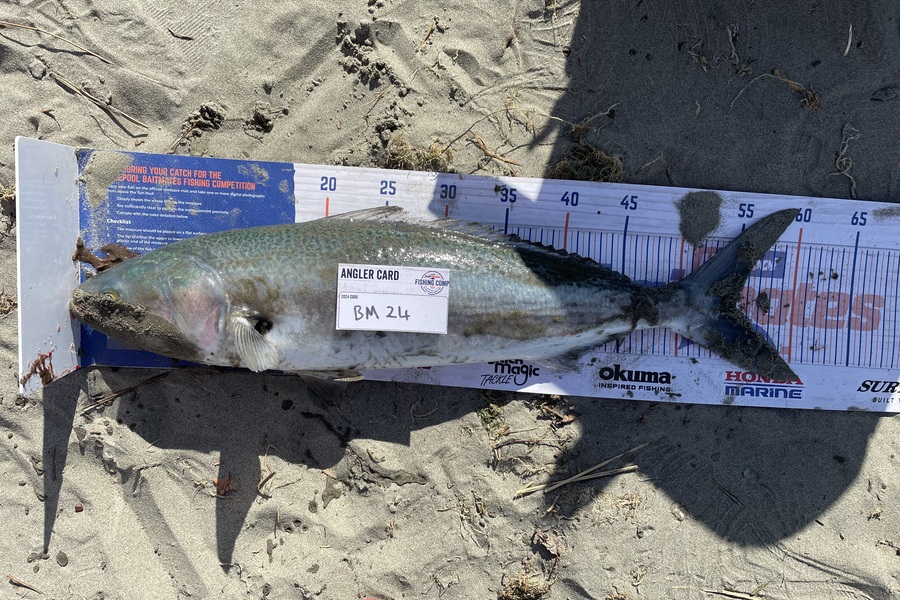 Cohen Greer caught this 55.0cm Kahawai at Canterbury during The Hirepool Baitmates Fishing Comp