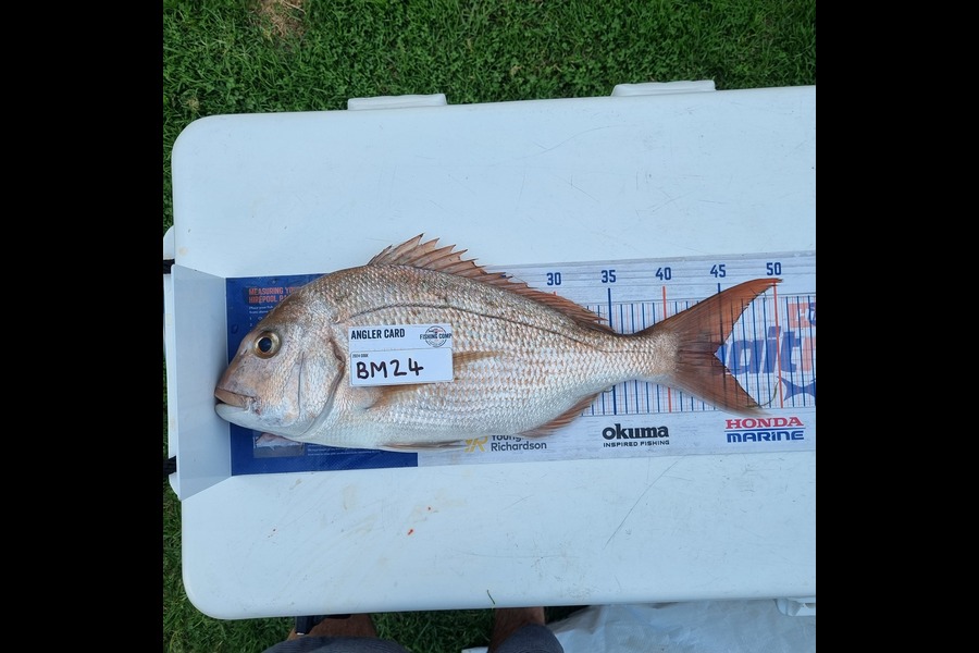 David Cosgrove caught this 44.0cm Snapper at Bay of Plenty during The Hirepool Baitmates Fishing Comp