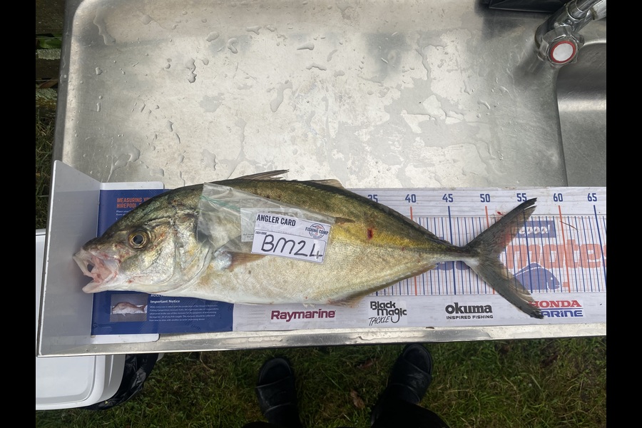 Nash Morgan-hodson caught this 50cm Trevally at Wellington during The Hirepool Baitmates Fishing Comp
