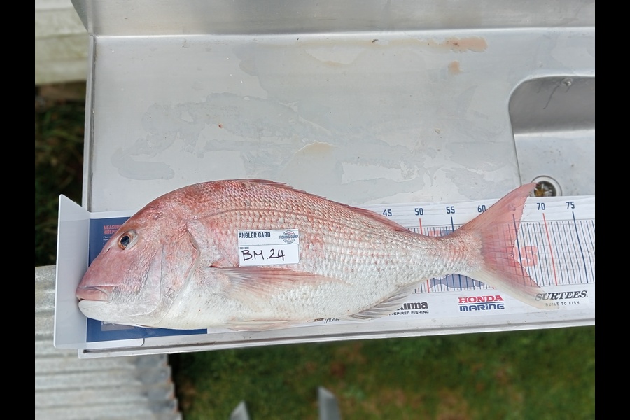 Clifton Falwasser caught this 63.0cm Snapper at Waikato during The Hirepool Baitmates Fishing Comp