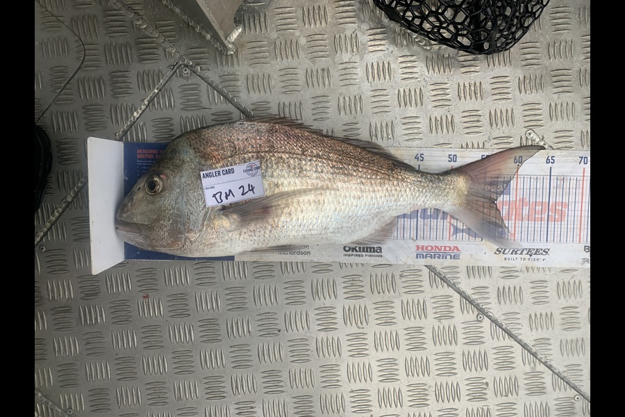 Matt Harrison caught this 56.5cm Snapper at Northland during The Hirepool Baitmates Fishing Comp
