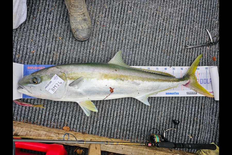 Josh Lawson caught this 99.0cm Kingfish at Coromandel during The Hirepool Baitmates Fishing Comp