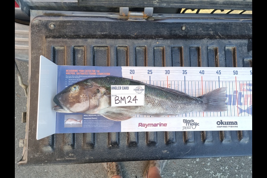 Brendan Taylor caught this 46.5cm Blue Cod at Canterbury during The Hirepool Baitmates Fishing Comp