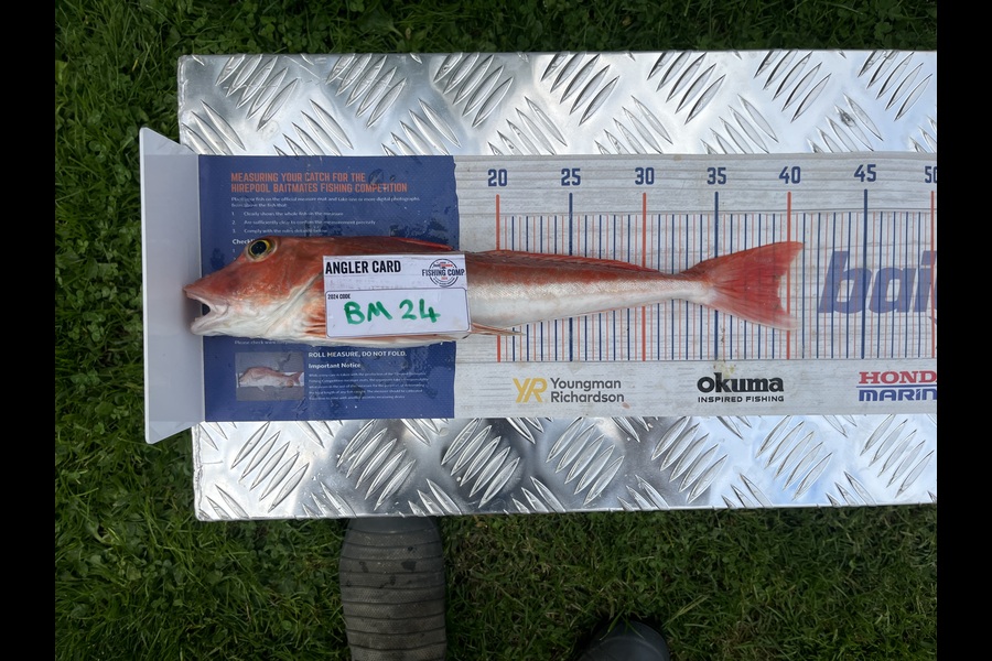 Chris Lane caught this 39.0cm Gurnard at Waikato during The Hirepool Baitmates Fishing Comp
