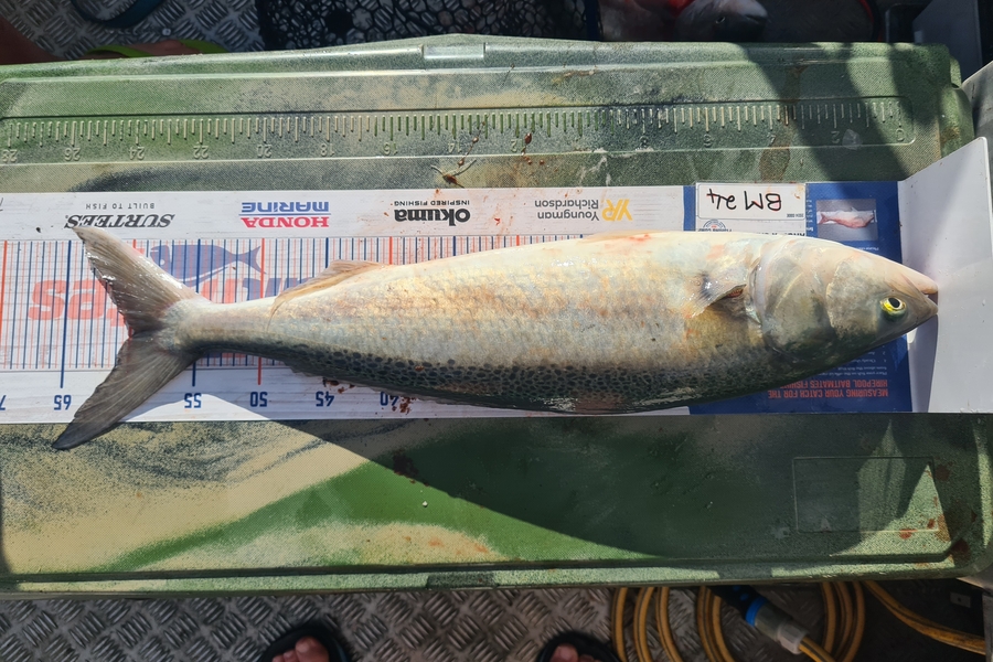 Jason Muir caught this 59.5cm Kahawai at Canterbury during The Hirepool Baitmates Fishing Comp
