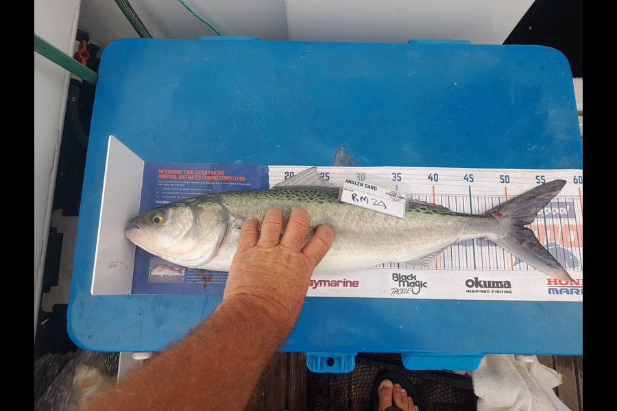 Mark Thorburn caught this 52.0cm Kahawai at Coromandel during The Hirepool Baitmates Fishing Comp