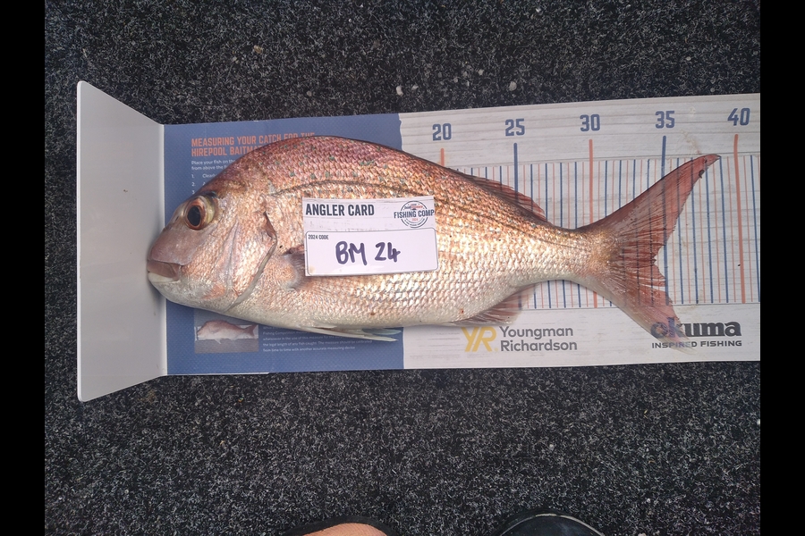 Alex Devine caught this 34.0cm Snapper at Auckland during The Hirepool Baitmates Fishing Comp
