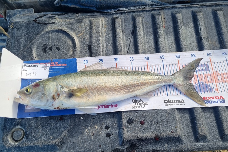 Luka Arbuckle caught this 52.5cm Kahawai at Wairarapa
 during The Hirepool Baitmates Fishing Comp