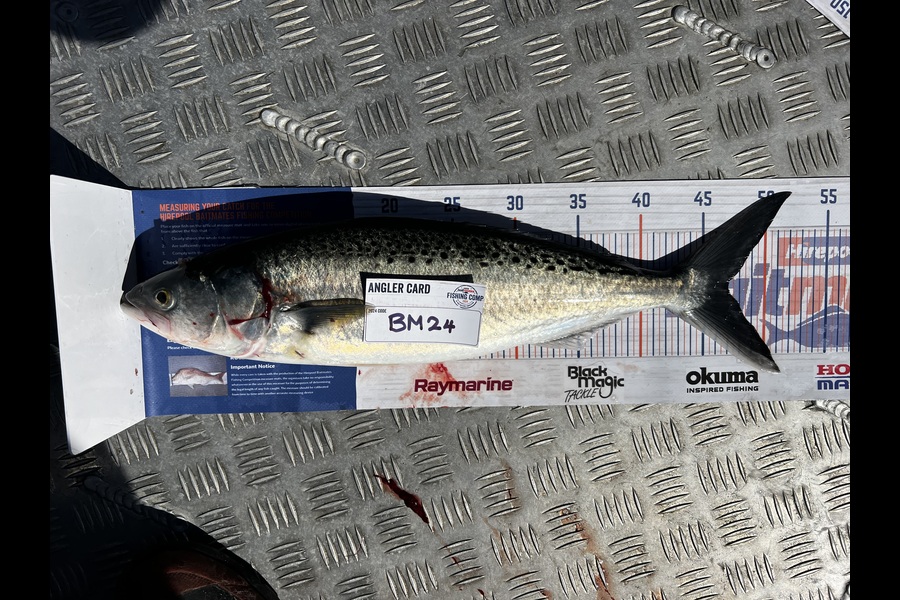 Teghan Errington caught this 47.0cm Kahawai at Northland during The Hirepool Baitmates Fishing Comp