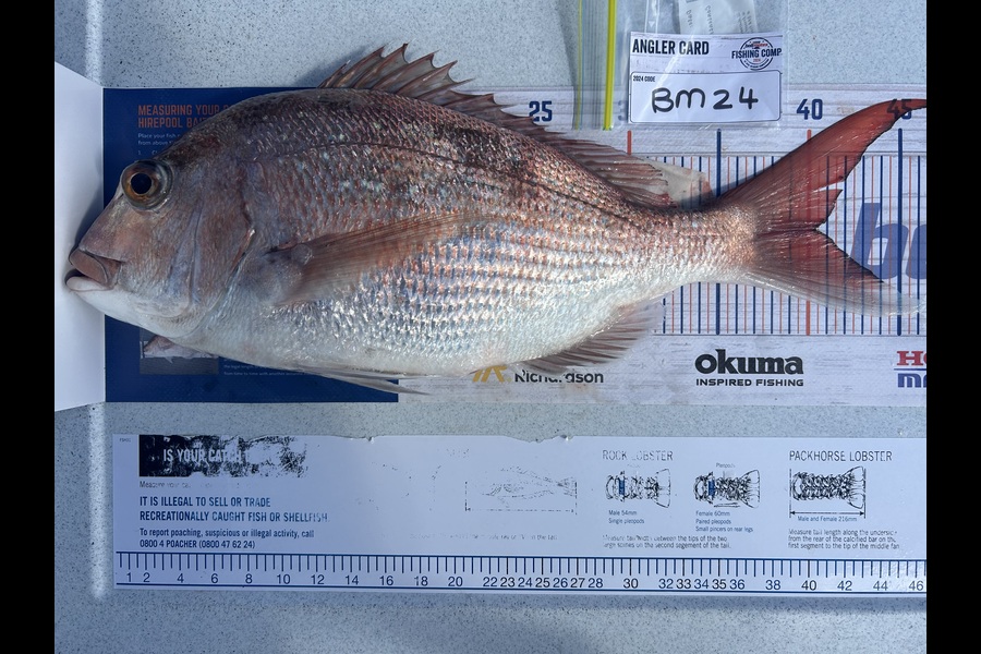 Jessica Claassen caught this 40.5cm Snapper at Wellington during The Hirepool Baitmates Fishing Comp