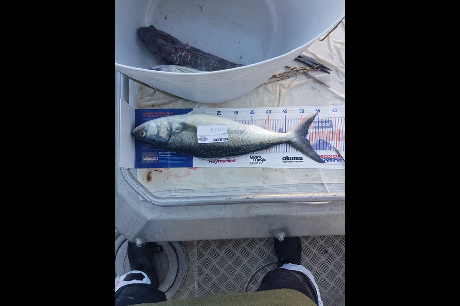 Carolyn Rose caught this 50.5cm Kahawai at Nelson/Marlborough during The Hirepool Baitmates Fishing Comp