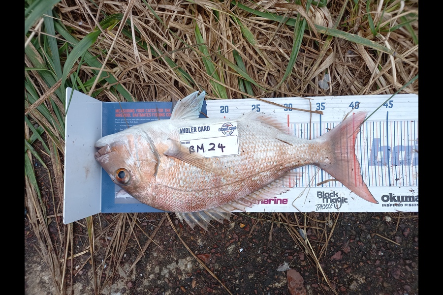 Gary Mulder caught this 40.0cm Snapper at Auckland during The Hirepool Baitmates Fishing Comp