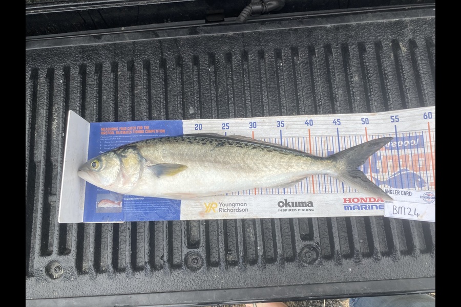Tony Flowers caught this 47.5cm Kahawai at Wellington during The Hirepool Baitmates Fishing Comp