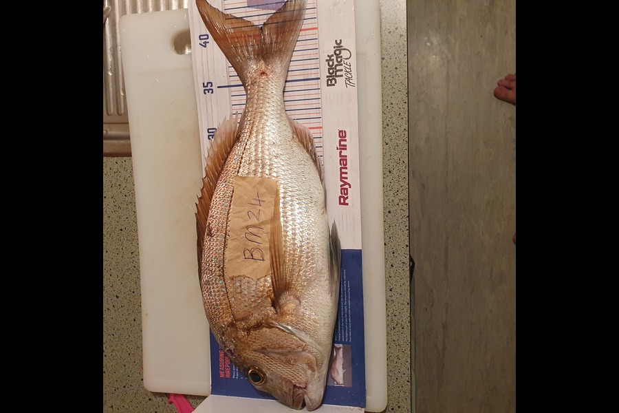 Stephen Torrey caught this 40.5cm Snapper at Coromandel during The Hirepool Baitmates Fishing Comp