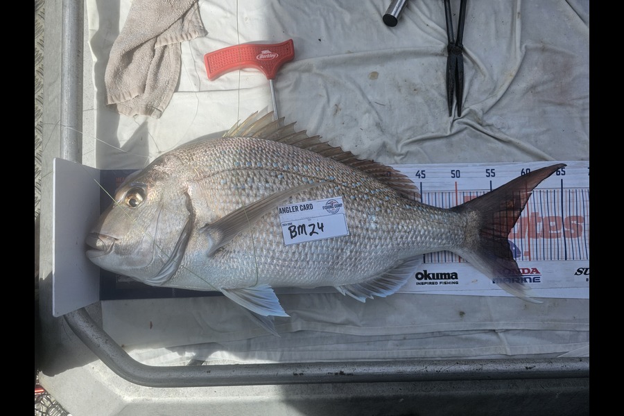 Phillip Rose caught this 57.0cm Snapper at Nelson/Marlborough during The Hirepool Baitmates Fishing Comp