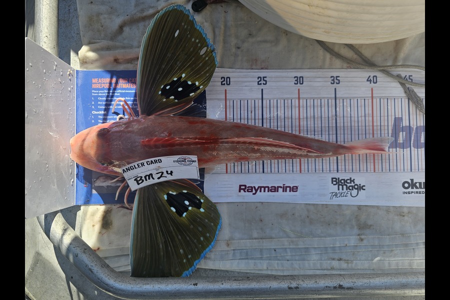 Phillip Rose caught this 41cm Gurnard at Nelson/Marlborough during The Hirepool Baitmates Fishing Comp
