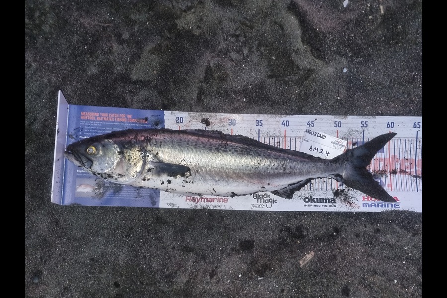 Daniel Parkes caught this 55.5cm Kahawai at Manawatu during The Hirepool Baitmates Fishing Comp