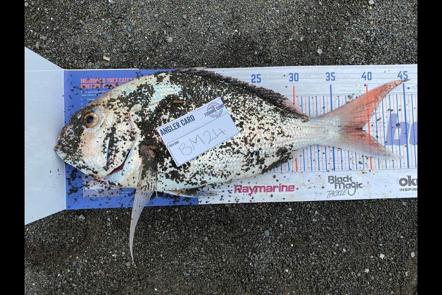 Willy Hammond caught this 37.0cm Snapper at Hawkes Bay during The Hirepool Baitmates Fishing Comp