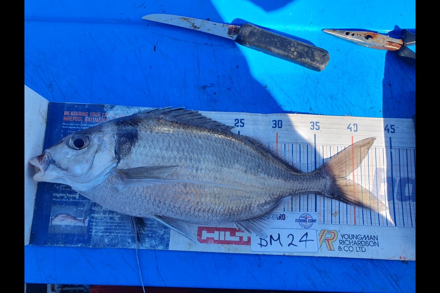 Dan Musson caught this 39.0cm Tarakihi at Wellington during The Hirepool Baitmates Fishing Comp