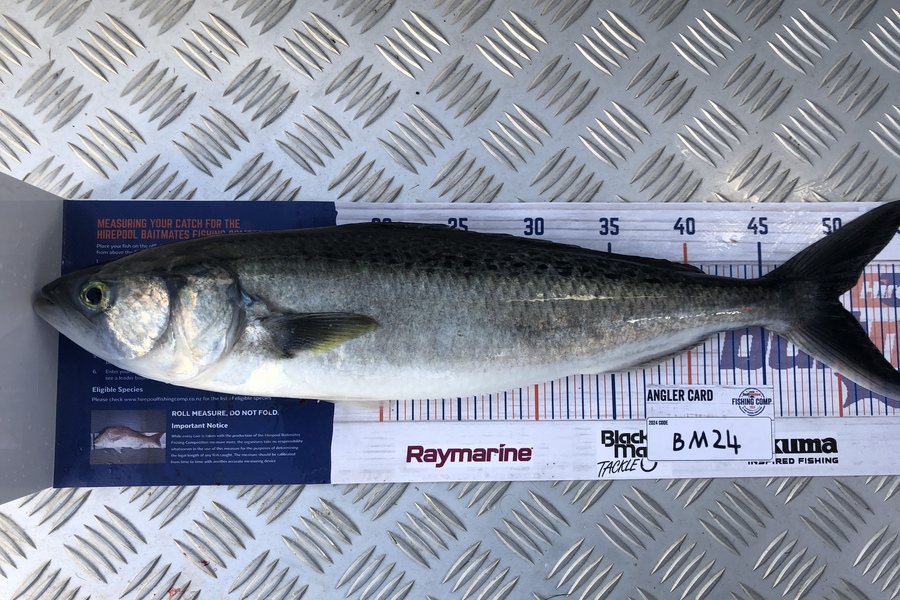 Guy Marshall caught this 50.0cm Kahawai at Wellington during The Hirepool Baitmates Fishing Comp