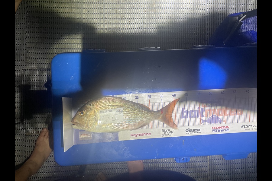 Konrad Williams caught this 38.5cm Snapper at Bay of Plenty during The Hirepool Baitmates Fishing Comp