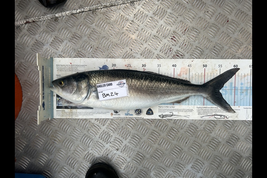 Shane Harwood caught this 55.0cm Kahawai at Nelson/Marlborough during The Hirepool Baitmates Fishing Comp