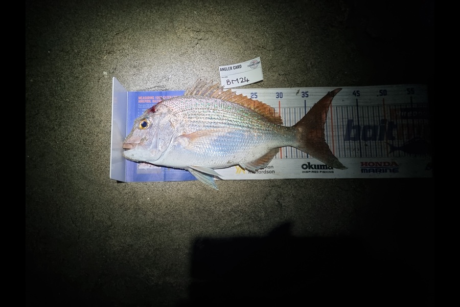 Michael Brown caught this 38.5cm Snapper at Bay of Plenty during The Hirepool Baitmates Fishing Comp