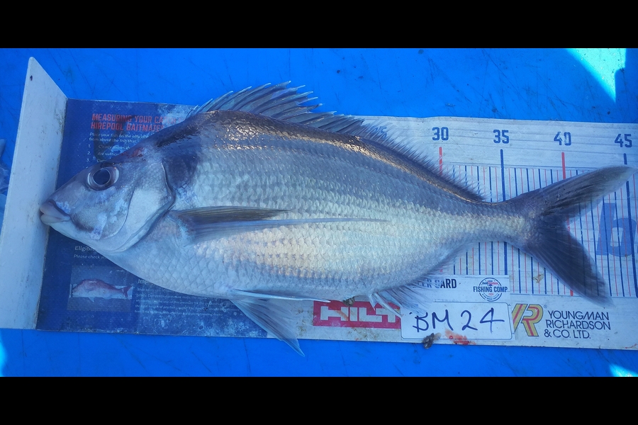 Leigh Page caught this 40.0cm Tarakihi at Wellington during The Hirepool Baitmates Fishing Comp