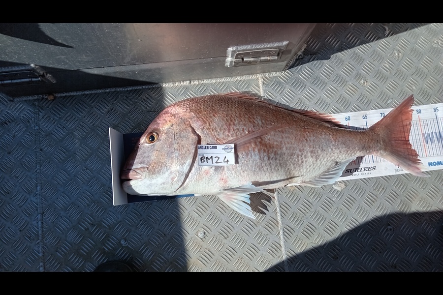 Dave Thomson caught this 75.5cm Snapper at Taranaki during The Hirepool Baitmates Fishing Comp