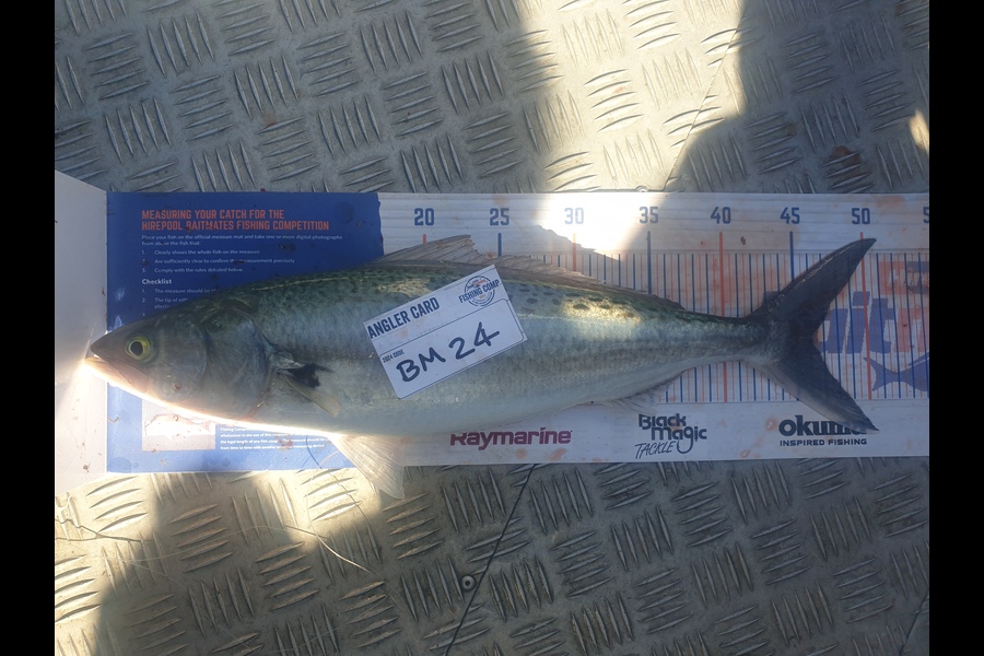 Kirsty Simmonds caught this 46.0cm Kahawai at Bay of Plenty during The Hirepool Baitmates Fishing Comp
