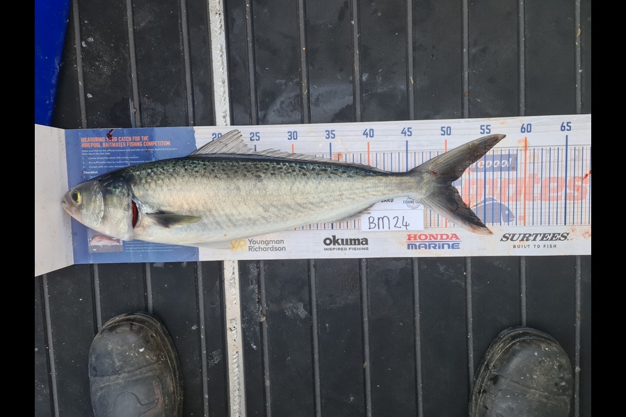 Scott Bassett caught this 50.5cm Kahawai at Wellington during The Hirepool Baitmates Fishing Comp