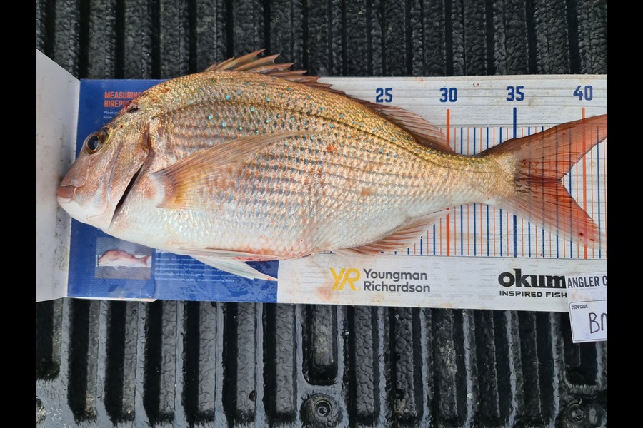 Scott Bassett caught this 38.0cm Snapper at Wellington during The Hirepool Baitmates Fishing Comp