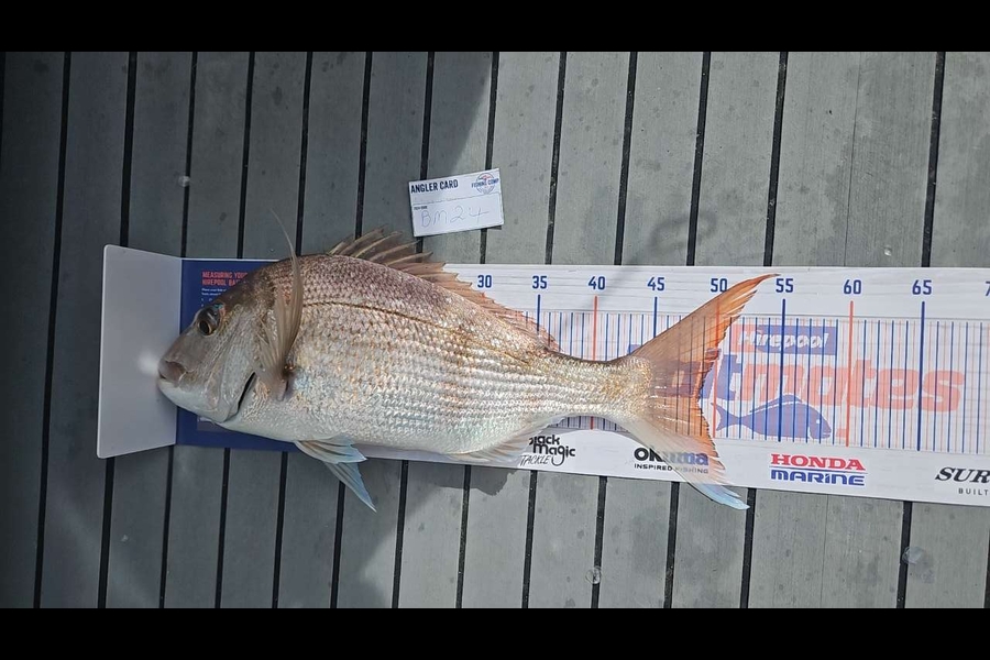 Malaky Williams caught this 48.0cm Snapper at Coromandel during The Hirepool Baitmates Fishing Comp