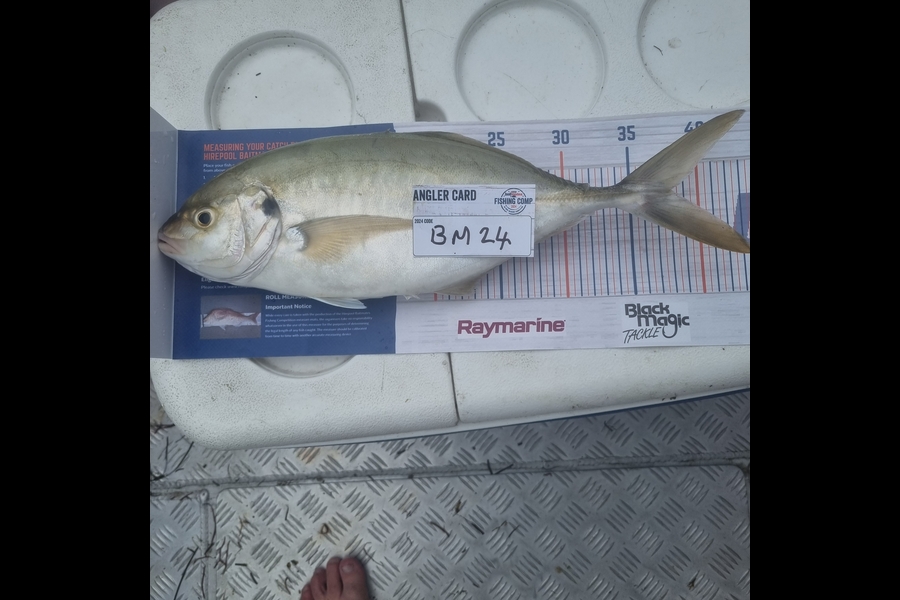 Sean Batt caught this 38.0cm Trevally at Auckland during The Hirepool Baitmates Fishing Comp
