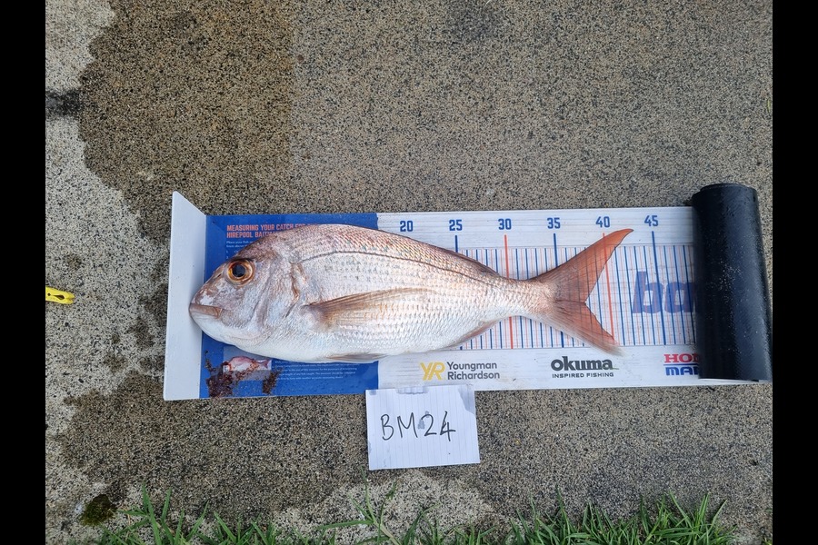 Michael Brown caught this 37.5cm Snapper at Bay of Plenty during The Hirepool Baitmates Fishing Comp